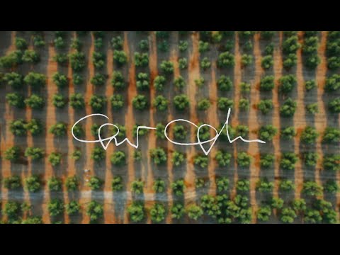 Galantino Olive Oil